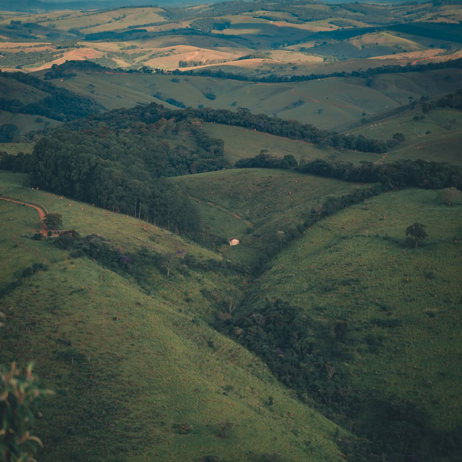 Gras Und Baum Bedeckt Feld
